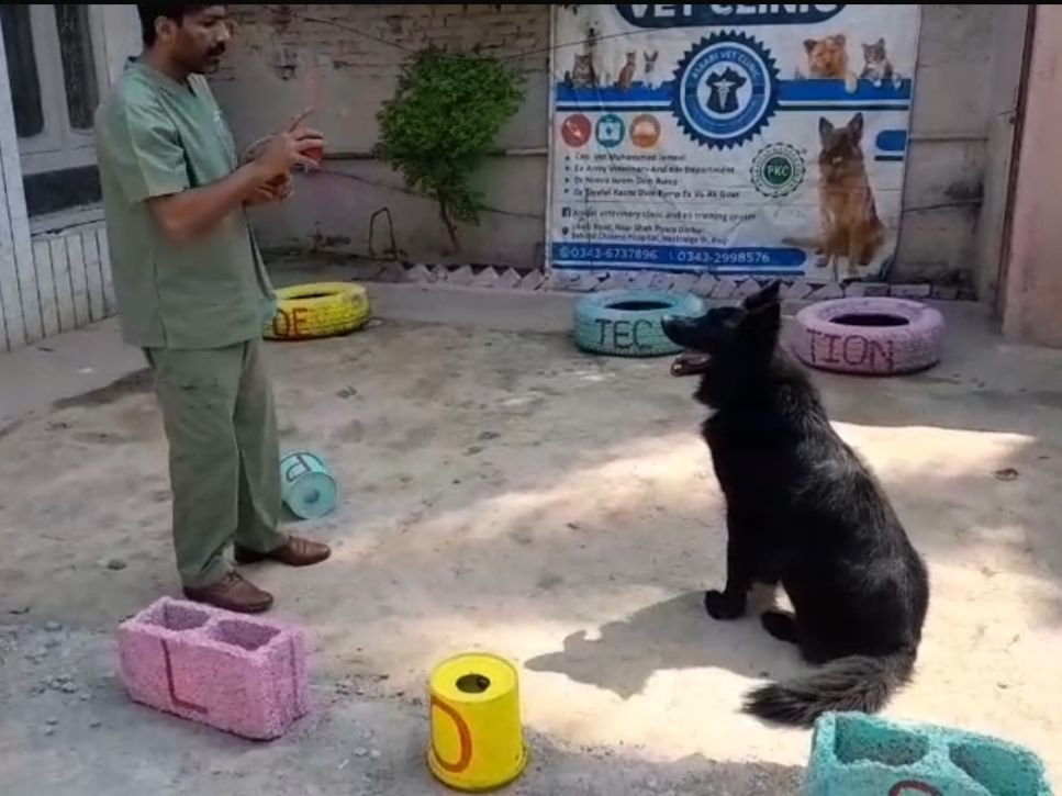 dog training